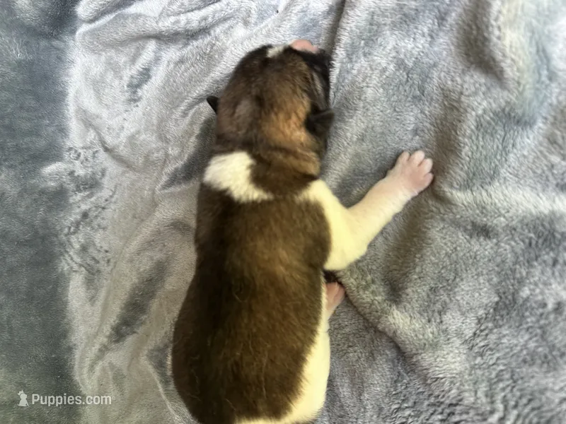  Nova – Akita puppy for sale in Nashville, IN