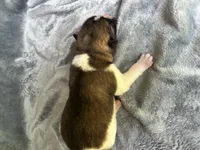  Nova, a female Akita for sale in Nashville, IN – 1 of 10