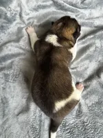  Nova, a female Akita for sale in Nashville, IN – 3 of 10