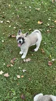 Aurora , a female Akita for sale in Nashville, IN – 6 of 10
