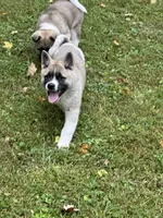 Aurora , a female Akita for sale in Nashville, IN – 9 of 10
