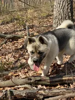 July 24, a  Akita for sale in Nashville, IN – 3 of 10
