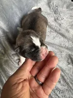Astro , a male Akita for sale in Nashville, IN – 8 of 10