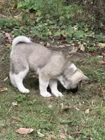 Halo, a female Akita for sale in Nashville, IN – 10 of 10