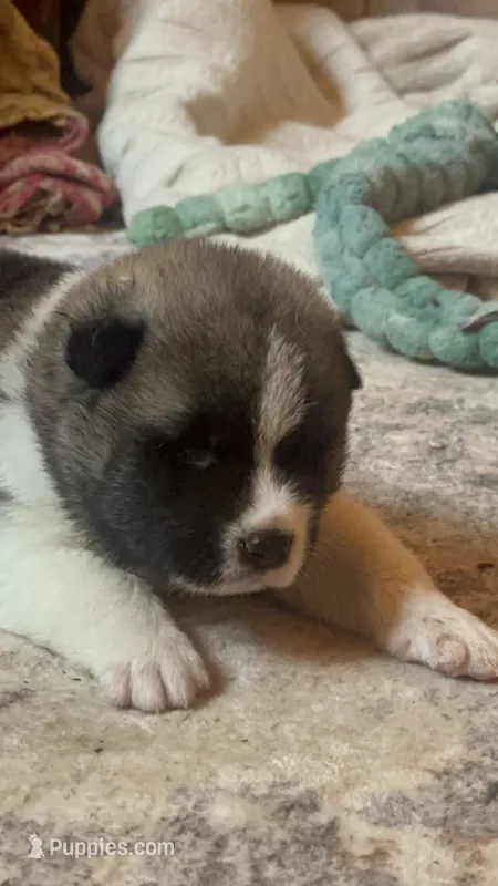 Astro  – Akita puppy for sale in Nashville, IN