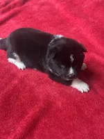 Felix, a male Akita for sale in Nashville, IN – 9 of 10