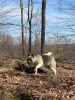 July 24, a  Akita for sale in Nashville, IN – 4 of 10