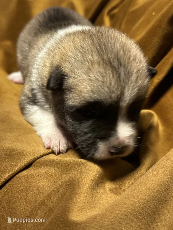 Aurora  – Akita puppy for sale in Nashville, IN