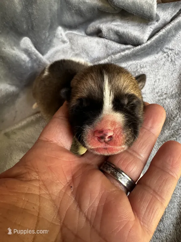 Aurora  – Akita puppy for sale in Nashville, IN