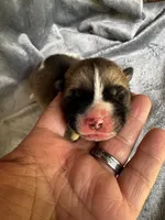 Aurora , a female Akita for sale in Nashville, IN – 1 of 10