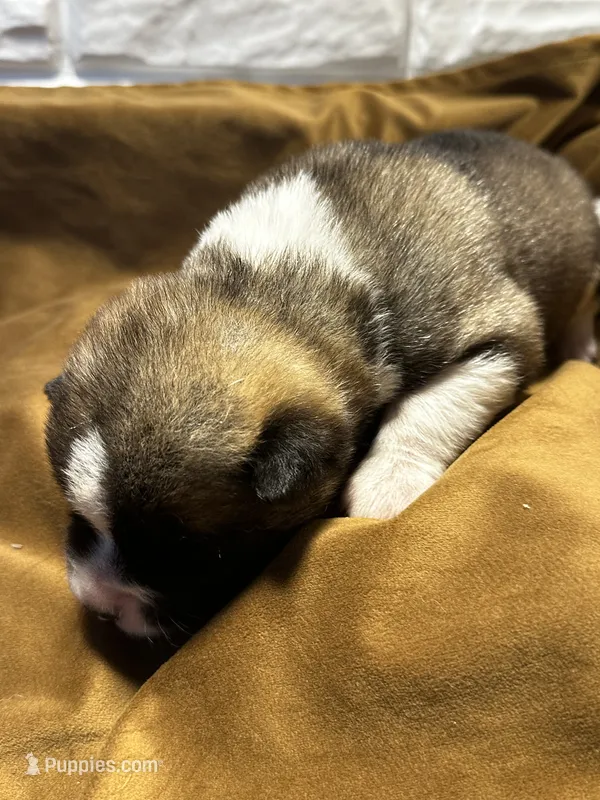 Astro  – Akita puppy for sale in Nashville, IN