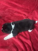 Felix, a male Akita for sale in Nashville, IN – 5 of 10