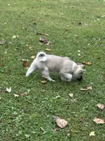Aurora , a female Akita for sale in Nashville, IN – 4 of 10