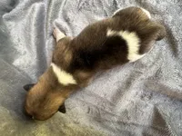 Aurora , a female Akita for sale in Nashville, IN – 2 of 10