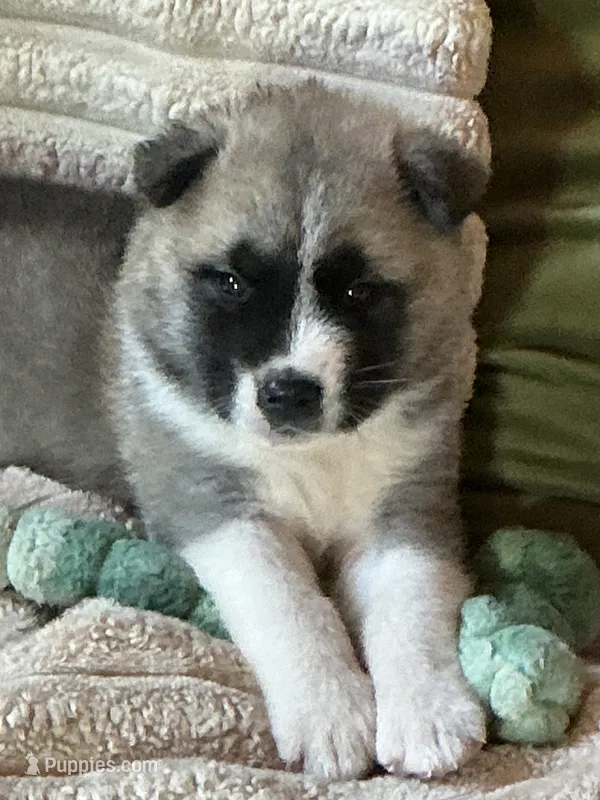 Aurora  – Akita puppy for sale in Nashville, IN