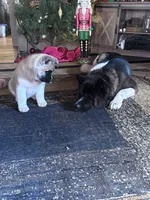 July 24, a  Akita for sale in Nashville, IN – 8 of 10