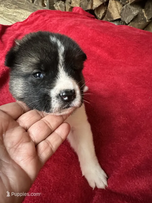 Skye – Akita puppy for sale in Nashville, IN
