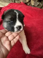 Skye, a female Akita for sale in Nashville, IN – 1 of 10