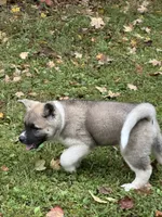 Halo, a female Akita for sale in Nashville, IN – 9 of 10