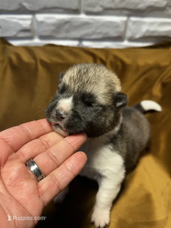 Halo – Akita puppy for sale in Nashville, IN