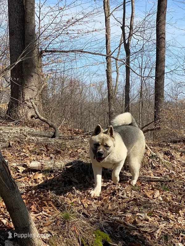 July 24 – Akita puppy for sale in Nashville, IN