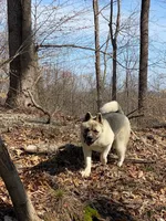 July 24, a  Akita for sale in Nashville, IN – 1 of 10