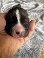  Nova, a female Akita for sale in Nashville, IN – 2 of 10