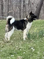 July 24, a  Akita for sale in Nashville, IN – 5 of 10