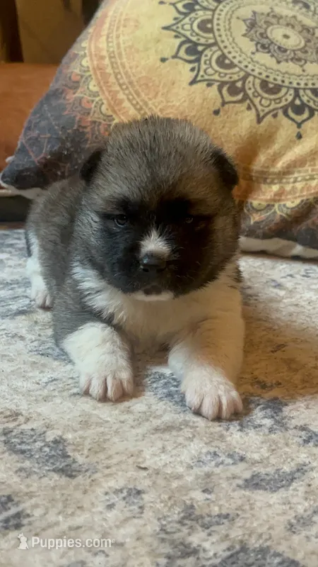 Halo – Akita puppy for sale in Nashville, IN