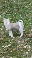 Aurora , a female Akita for sale in Nashville, IN – 2 of 10
