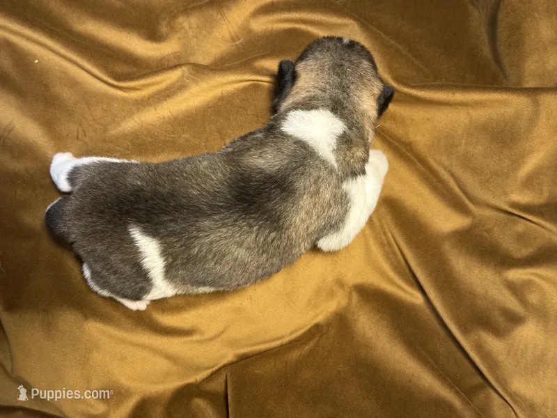  Nova – Akita puppy for sale in Nashville, IN