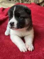 Skye, a female Akita for sale in Nashville, IN – 7 of 10