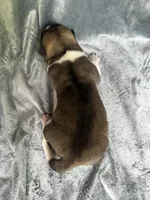 Astro , a male Akita for sale in Nashville, IN – 9 of 10