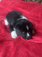 Felix, a male Akita for sale in Nashville, IN – 6 of 10