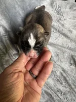 Astro , a male Akita for sale in Nashville, IN – 4 of 10