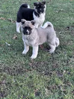 July 24, a  Akita for sale in Nashville, IN – 9 of 10