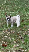 Aurora , a female Akita for sale in Nashville, IN – 5 of 10