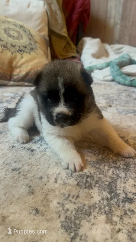  Nova – Akita puppy for sale in Nashville, IN