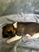  Nova, a female Akita for sale in Nashville, IN – 7 of 10