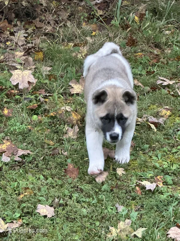Aurora  – Akita puppy for sale in Nashville, IN