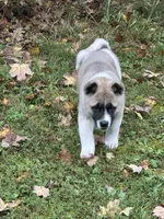 Aurora , a female Akita for sale in Nashville, IN – 1 of 10