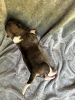 Halo, a female Akita for sale in Nashville, IN – 4 of 10