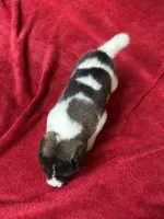 Skye, a female Akita for sale in Nashville, IN – 8 of 10
