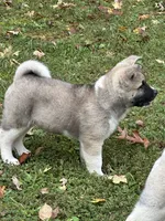 Halo, a female Akita for sale in Nashville, IN – 6 of 10