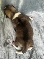 Astro , a male Akita for sale in Nashville, IN – 6 of 10