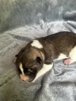  Nova, a female Akita for sale in Nashville, IN – 6 of 10