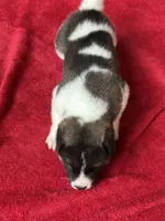Skye, a female Akita for sale in Nashville, IN – 10 of 10