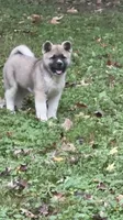 Halo, a female Akita for sale in Nashville, IN – 4 of 10