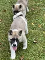 Aurora , a female Akita for sale in Nashville, IN – 3 of 10