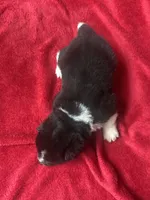 Felix, a male Akita for sale in Nashville, IN – 7 of 10